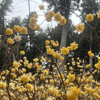 この景色🌼マイッタ〜🌼