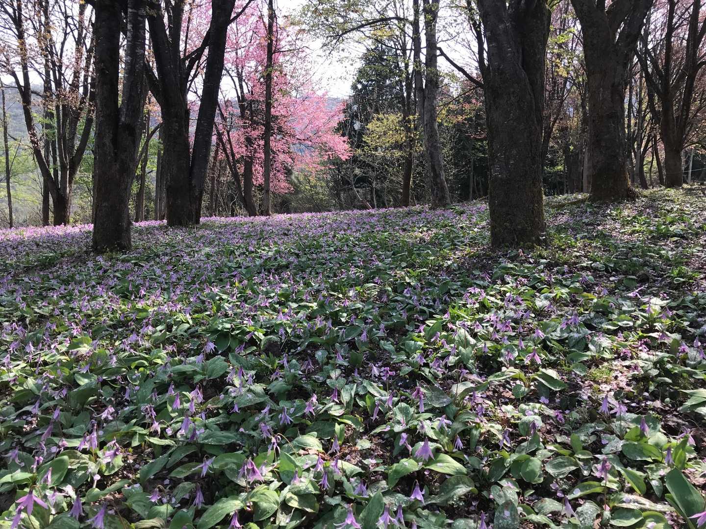 カタクリ