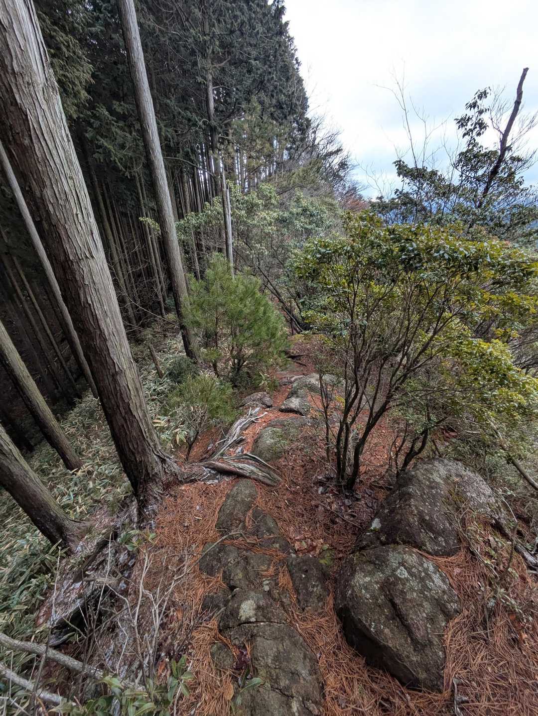 スマホを持ってヤセ尾根を通過している時に、濡れた岩で滑ってずり落ちた。やばかった。
気を引き締めて歩く。
