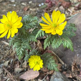 今年初の福寿草！
