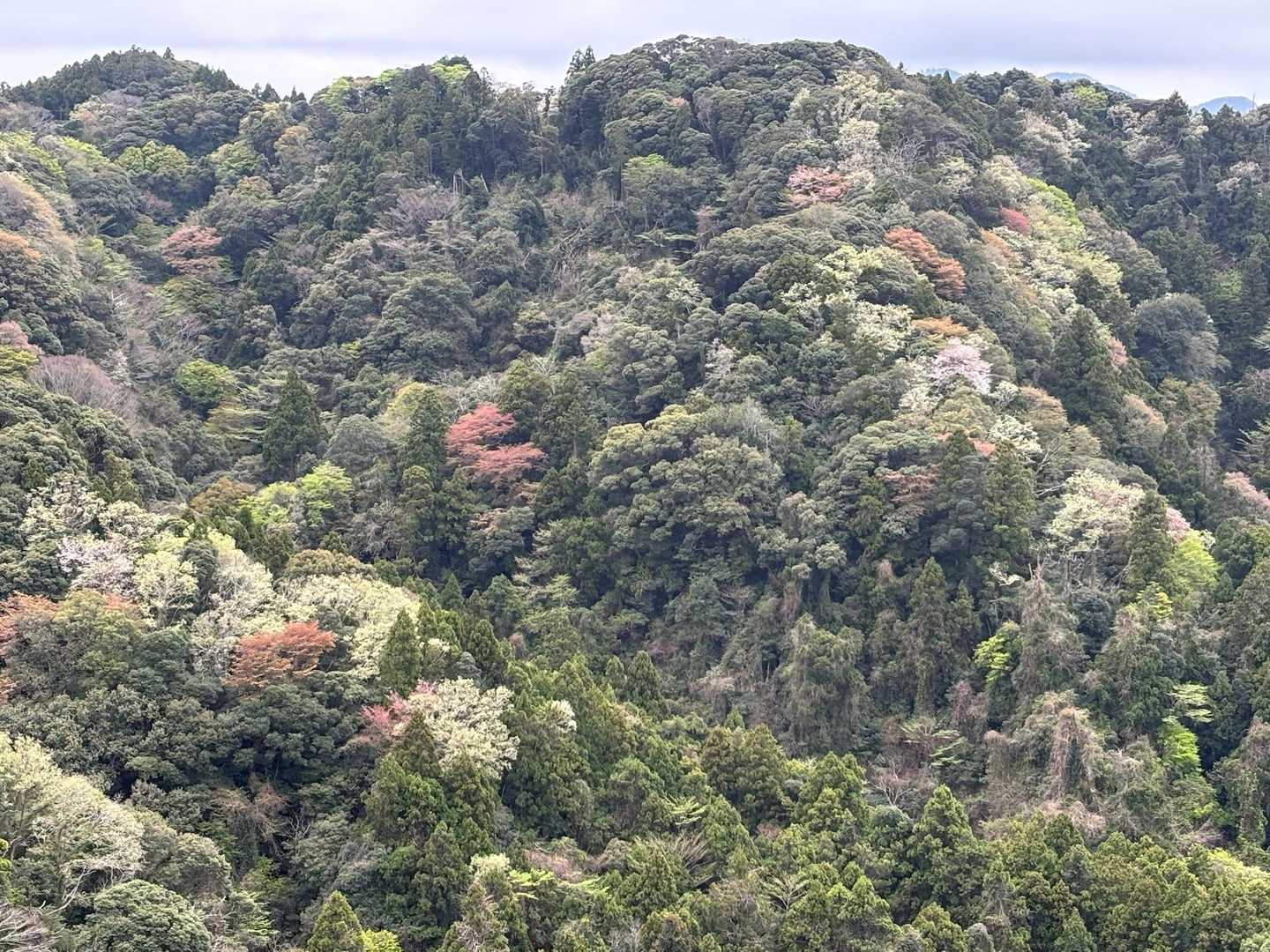 新緑と山桜と、色とりどり(*´︶`*)♡きれ〜い♪