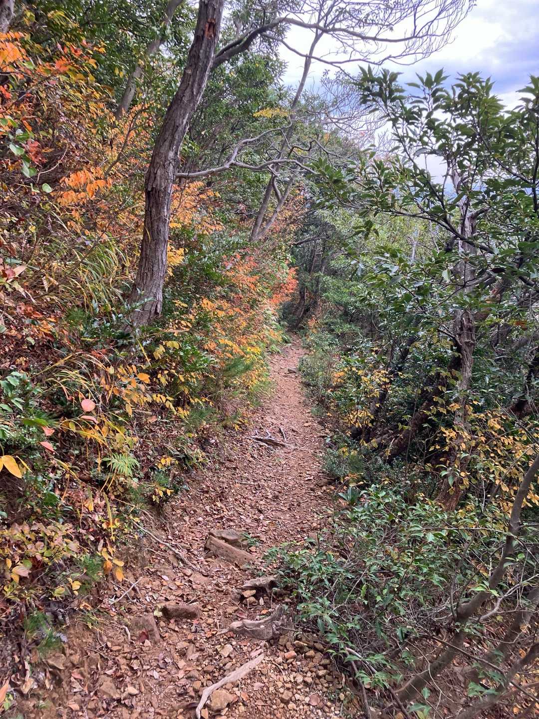 登山道はまだ緑もあるよ🟢