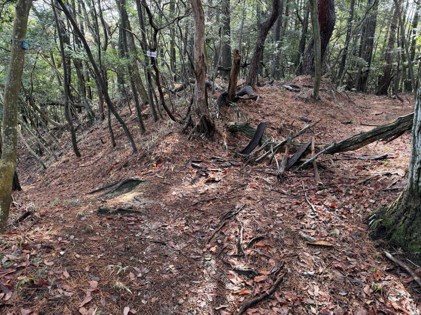 ココ、右にも左にもいけそうな所ですが
正解は左👈、間違って右へ行かないように
枯木や枝を置いてくれてます。
