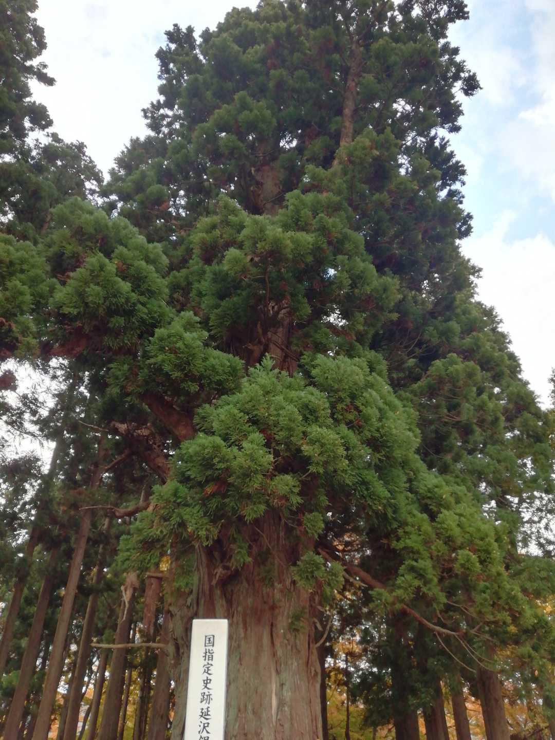 高い。