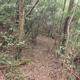 行者山山頂から下るショートカットコースがありました。