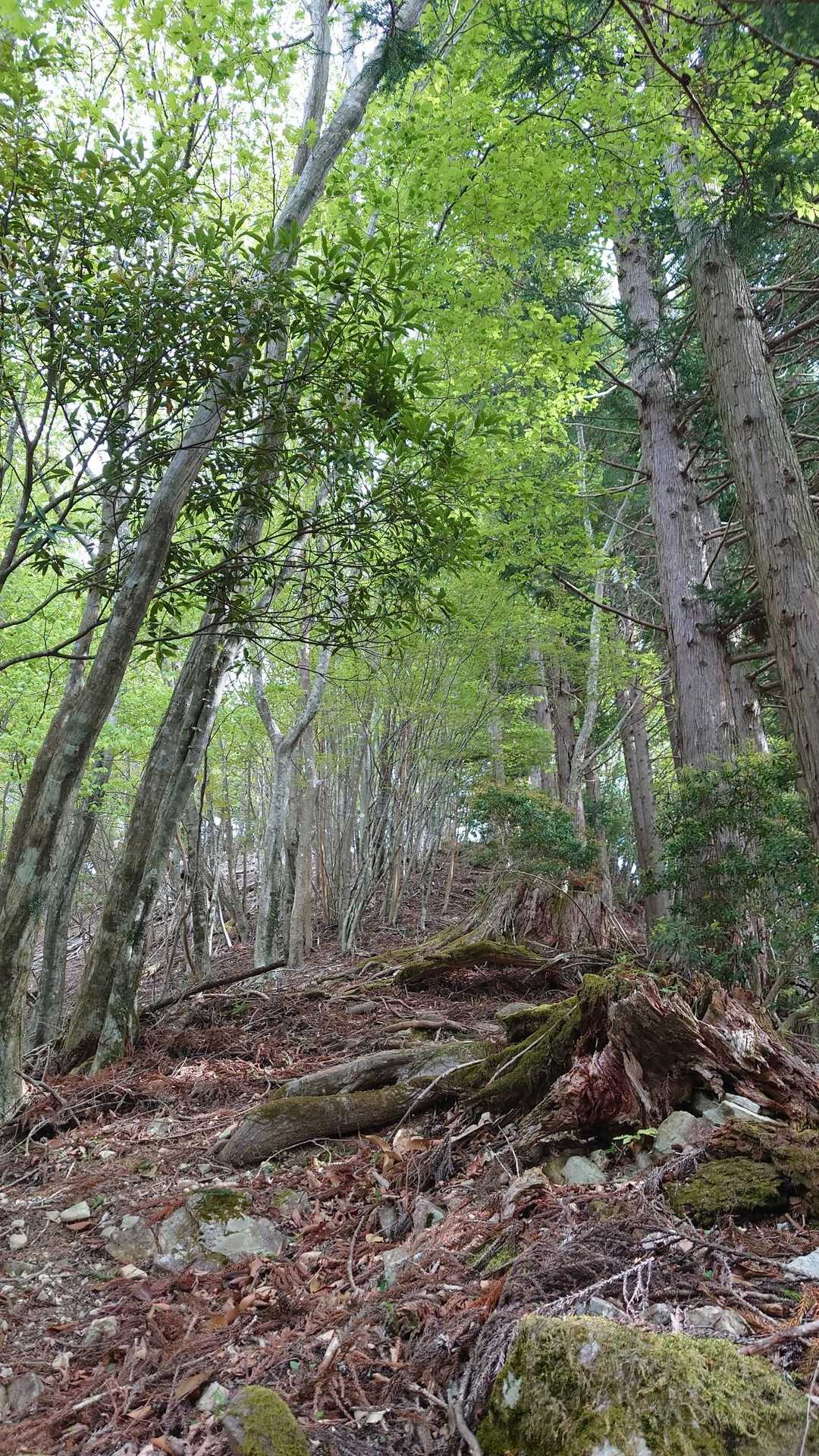 本格的な登山が始まりました。
