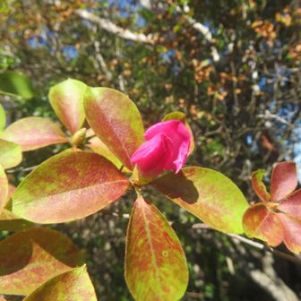 岩そばのピンク色は？
狂い咲きのアカヤシオでした。花、開いたかな～？