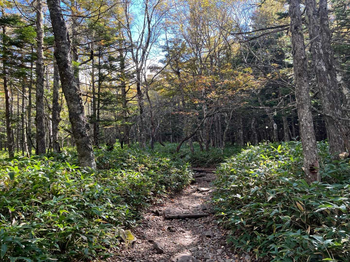 平和な登山道！