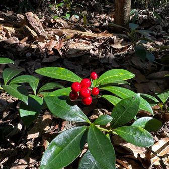 ミヤマシキミ🟥
