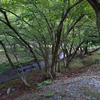 👩花探すの？どこにあるの
👨さあなあ、山を越えて探すから綺麗なんや😮
👩あいかわらすやな😮

