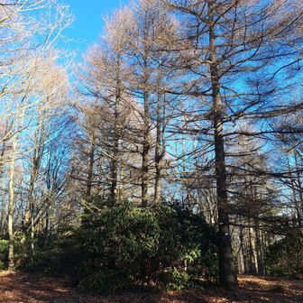 山頂のようす📸結構広々してます