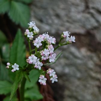 ﾂﾙｶﾉｺｿｳ🩷