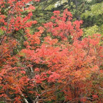 ヒグマ情報センターすぐ近くの紅葉