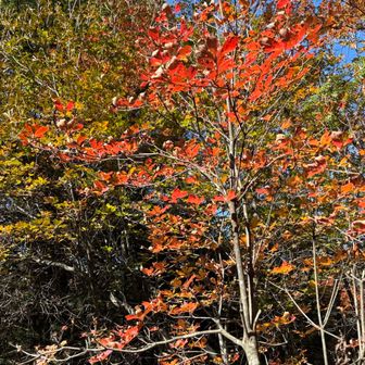 また登山道に入らされる。
でも紅葉が綺麗なので良しとする🍁