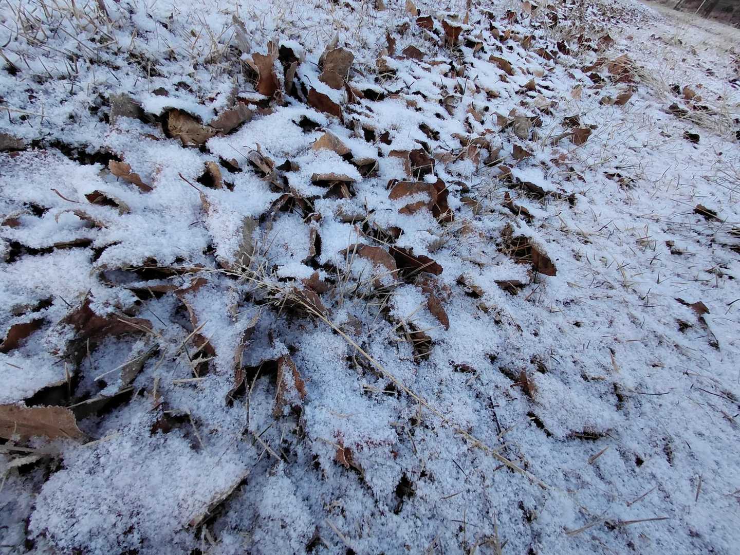 昨夜、雪が舞ったみたい❄
落ち葉🍂の上が真っ白
今シーズン初の雪見⛄
