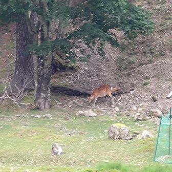 鹿🦌が4頭いました