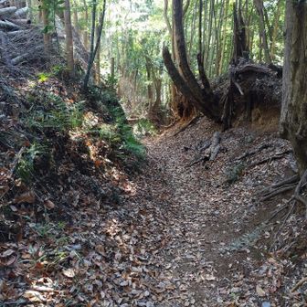 急登の落ち葉絨毯を登り切ったところから見下ろしています