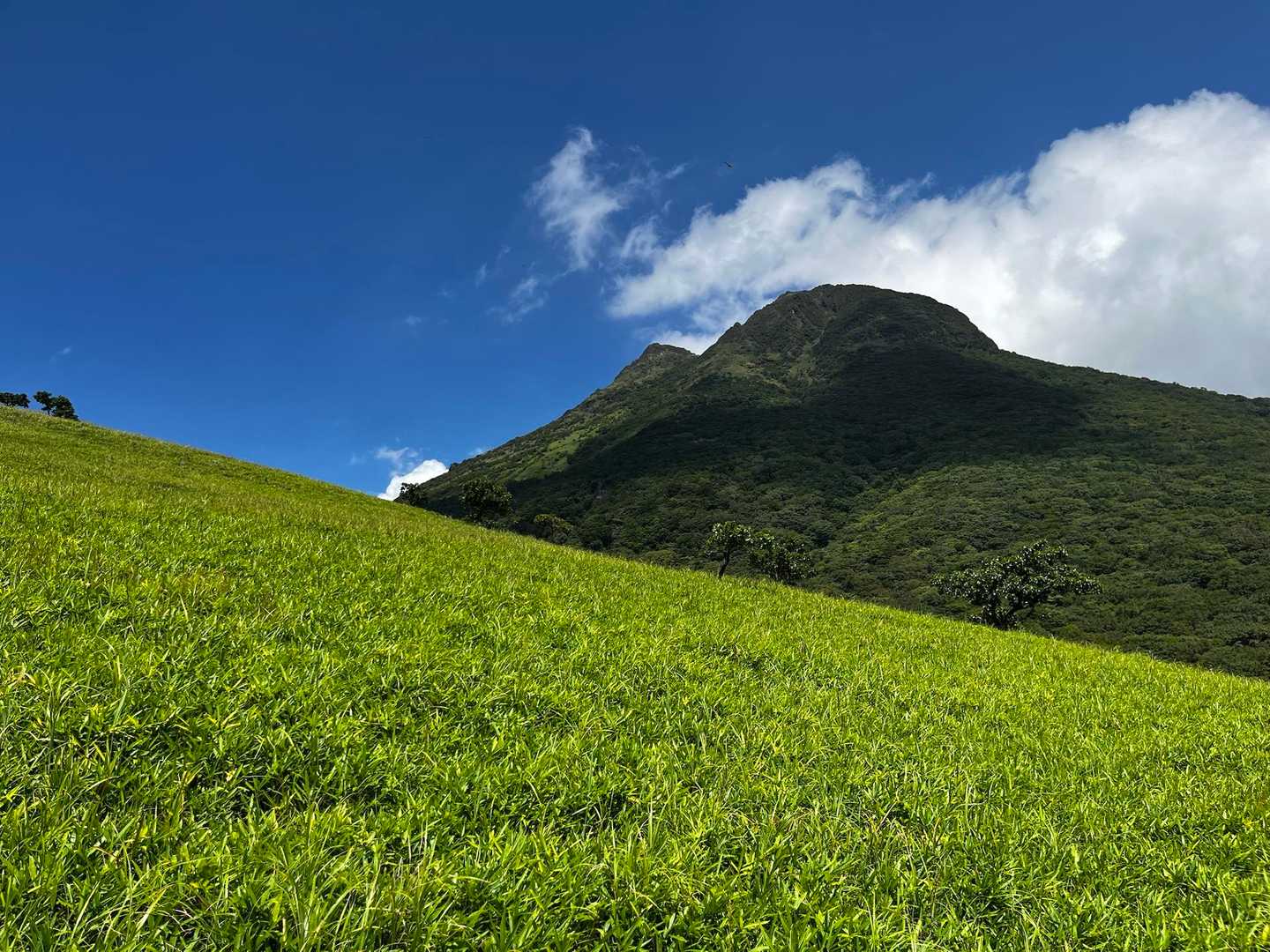 由布登山口バス停-正面登山口-飯盛ヶ城 往復コースの写真