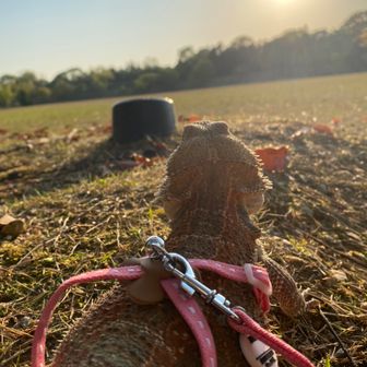 それゆけ！やまお