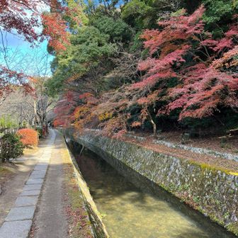 桜の紅葉はもう終わり
