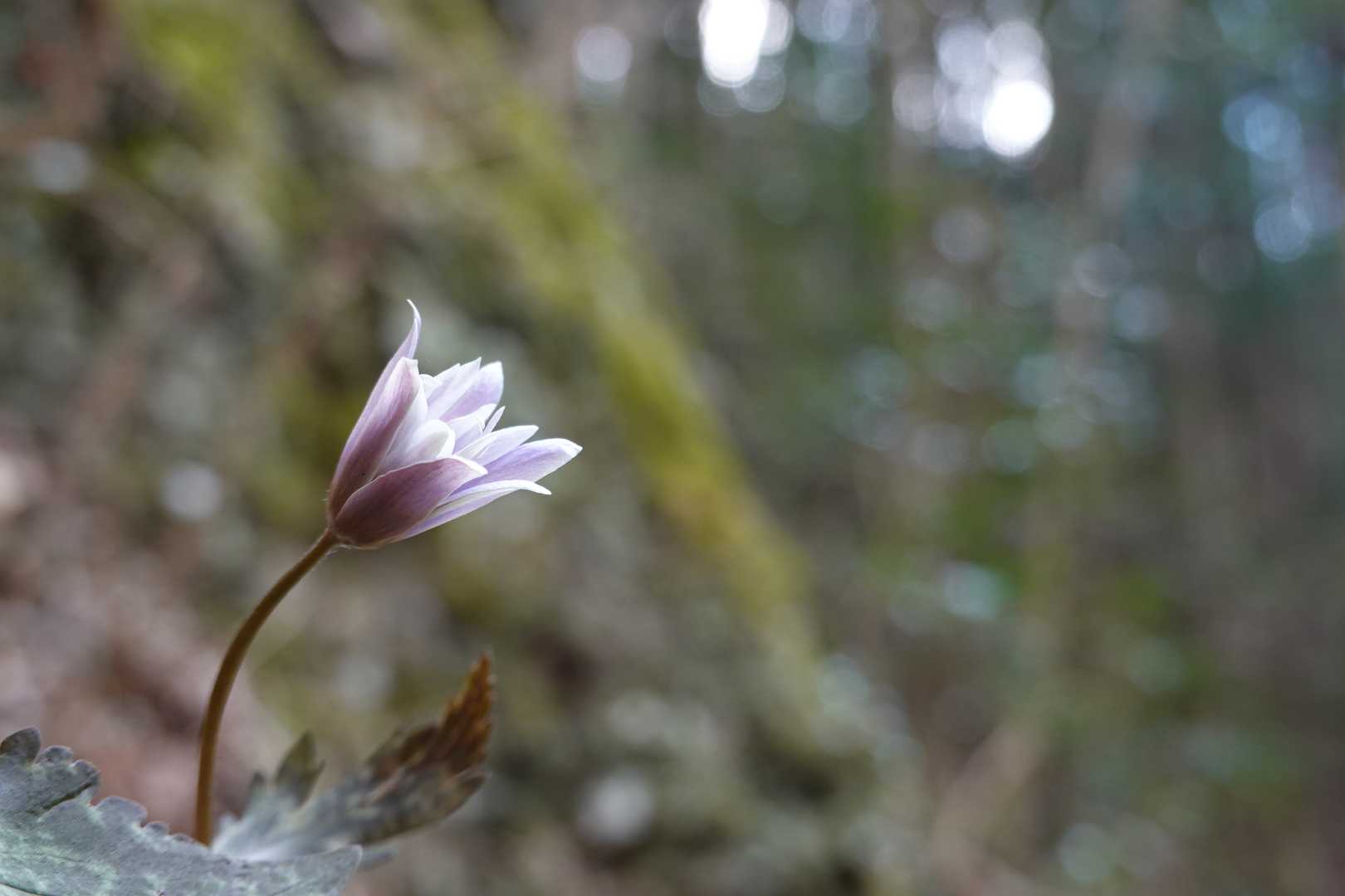 美しい✨✨
