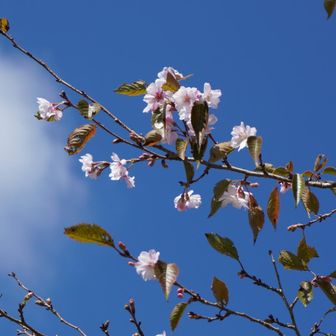 山頂に咲くのはサクラ、だよな？
