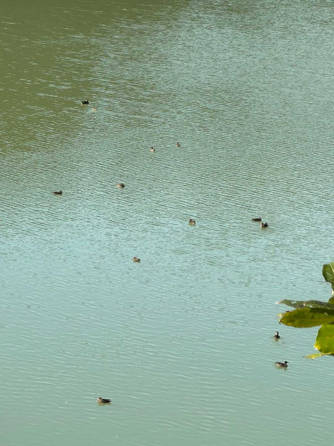 朝の水遊び