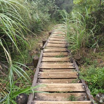 バカ尾根と違う穏やかな道