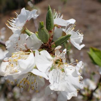 この画像は、サンタローザという品種のスモモの花です。﻿

スモモはバラ科サクラ属の落葉小高木で、英語では「Japanese plum」と呼ばれます。﻿

花期は3月下旬から4月中旬頃で、桜に似た白い5弁の花を咲かせます。﻿

日本では奈良時代に渡来し、薬用や観賞用として親しまれてきました。﻿

果実は6月から9月頃に収穫され、甘酸っぱい味わいが特徴です。﻿