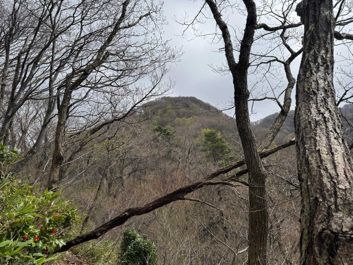 いつも葉っぱとかに覆われていて、あまり気づかなかったけど、こうやって見たら確かに富士山のような台形⛰️