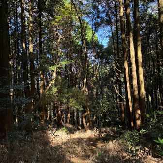 植林の森の中を黙々と、というわけもなくおしゃべりを楽しみながら下る。