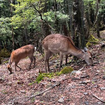 山頂で草を喰む二頭の鹿