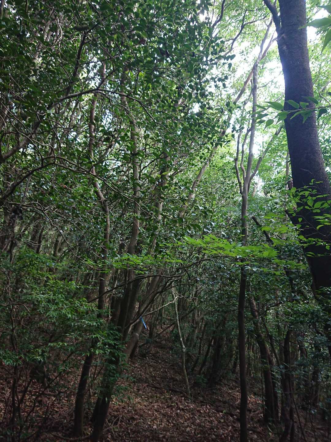 少しずつ 景色が変わっていくのが 分かる そろそろ 石谷に着きそう✴️どんな花か 楽しみです
