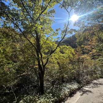 有馬口駅へ林道を歩いてます