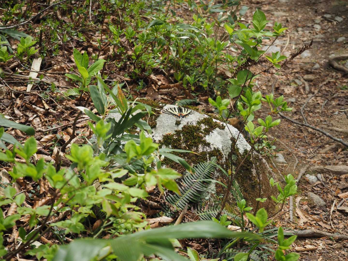菱ヶ岳（奥村杉菱ヶ岳登山口）＜菱ヶ岳コース＞の写真