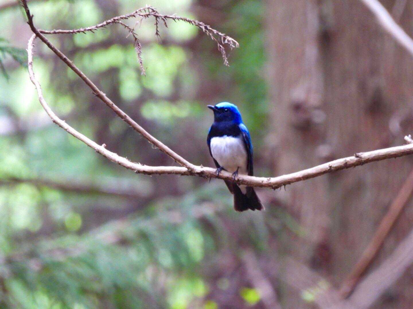 オオルリさん。見つけました。
美しい鳴き声です。
鳴いた最後に「ジジッ」が特徴。