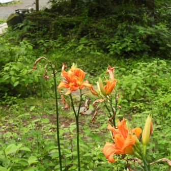 狐さんかと思ったら百合の花？