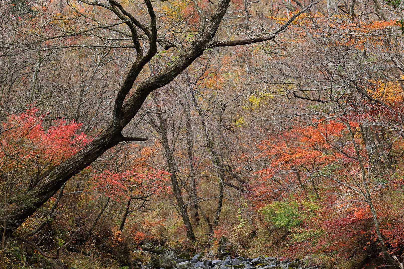 竜王山へは何度か水のない沢を超えて行きますが、沢沿いは紅葉が美しい。