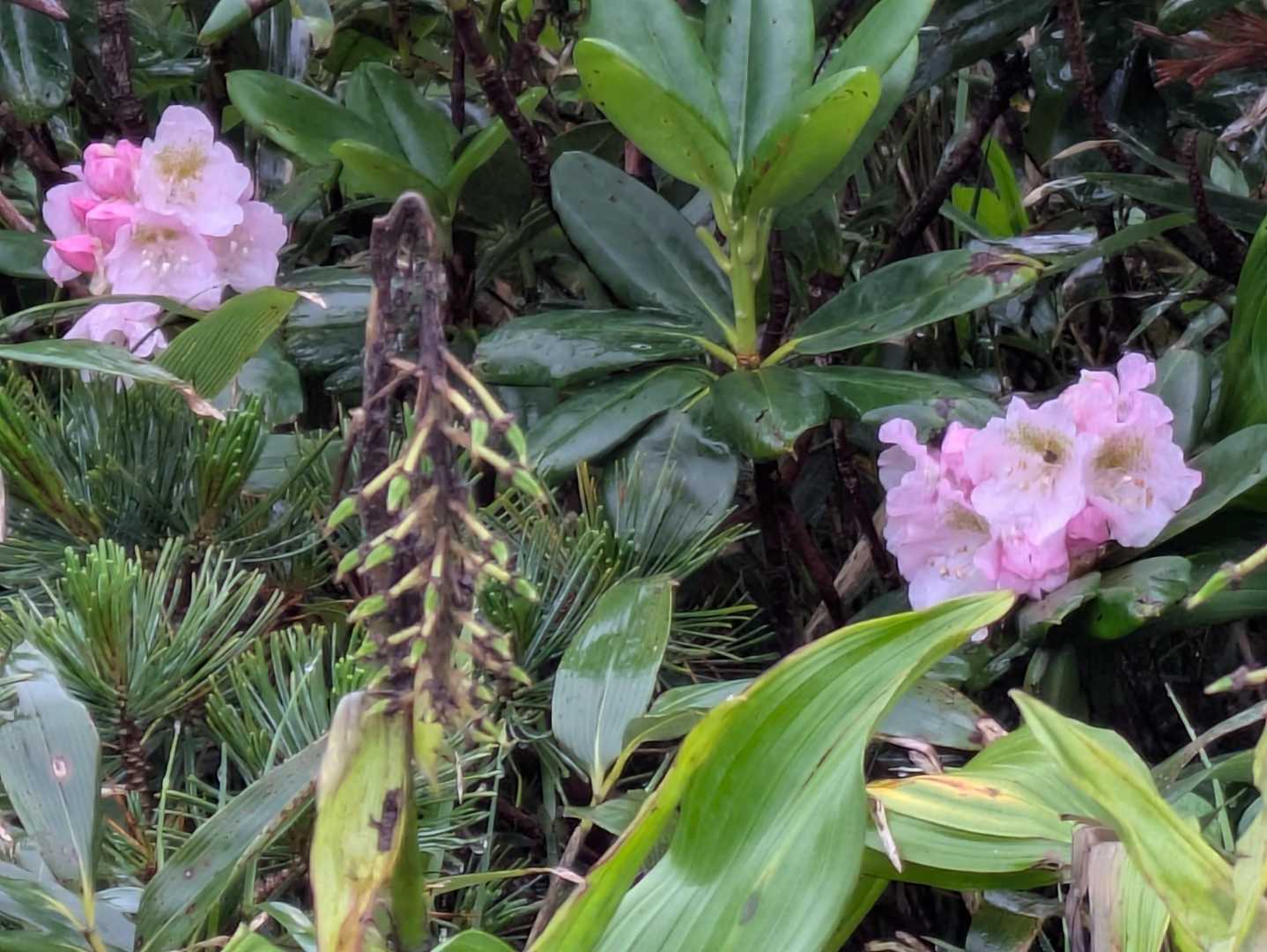 芍薬は終わりそう🩷