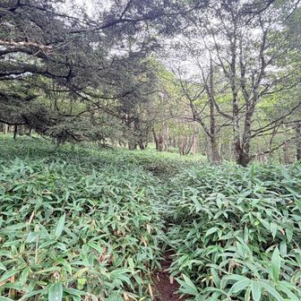笹漕ぎエリア
