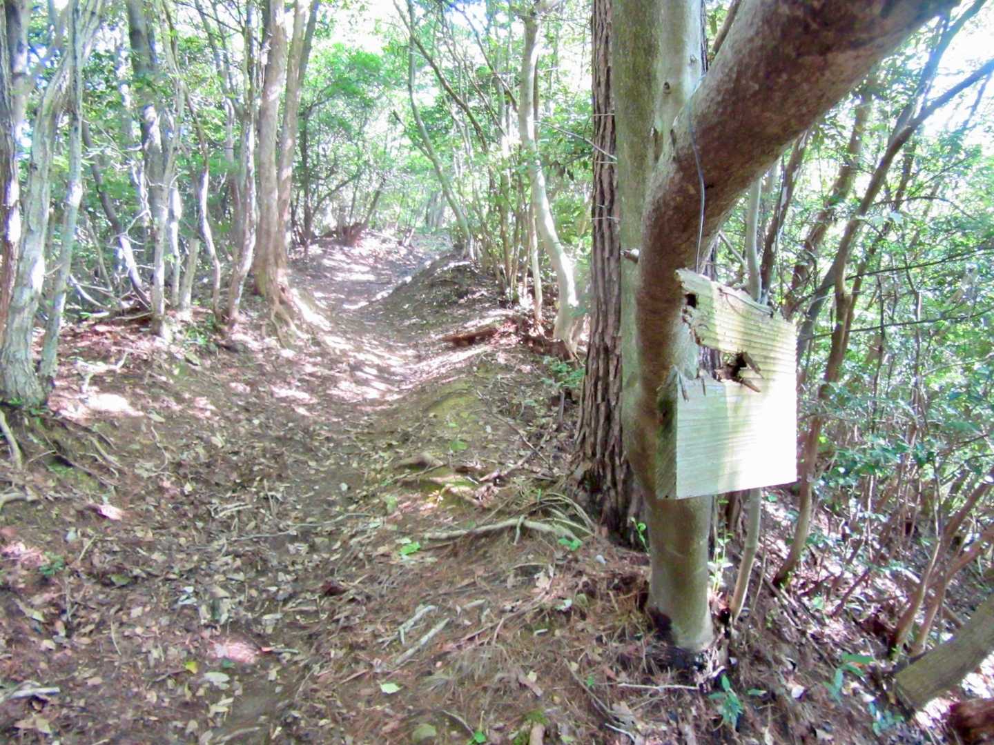 まずは緩やかな道を登ります。