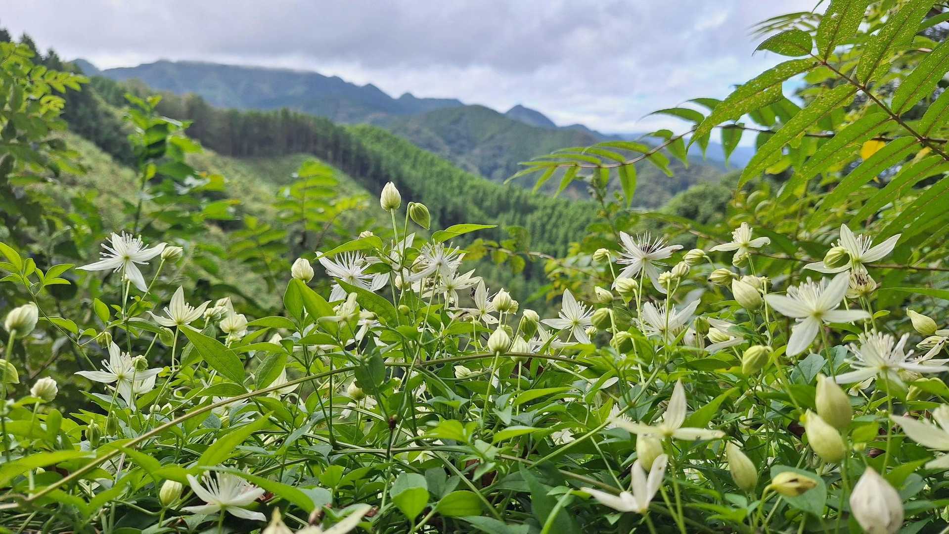 烏岳・樺木岳(城山)・桝形山 ️🎶 / シニアの山登り五家さんの登山データ | YAMAP / ヤマップ