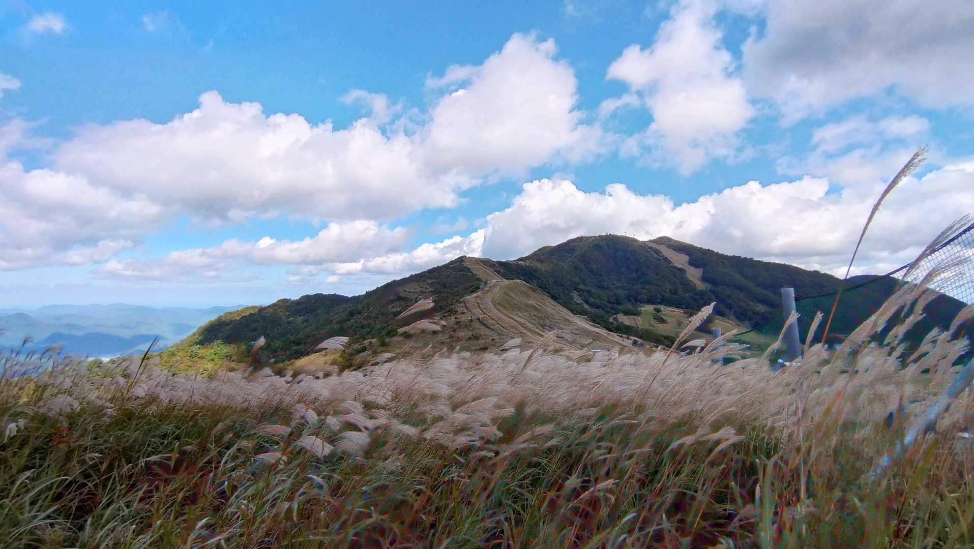 ススキがキレイ🌾