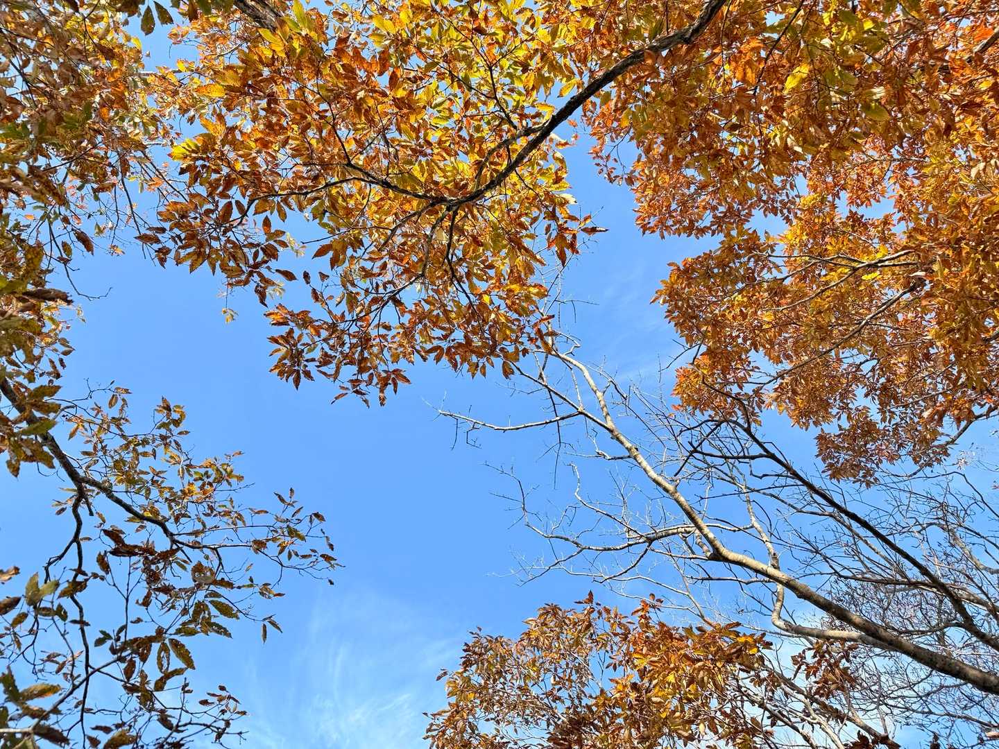 青空と🍁を見つけてはパチリ