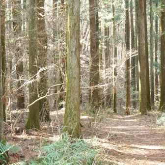 関東ふれあいの道から登る