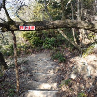 展望台近くの丸太段の頭上。

倒木を切断せずに
注意喚起を促す材料に活かすという
斬新な手法😂😂😂