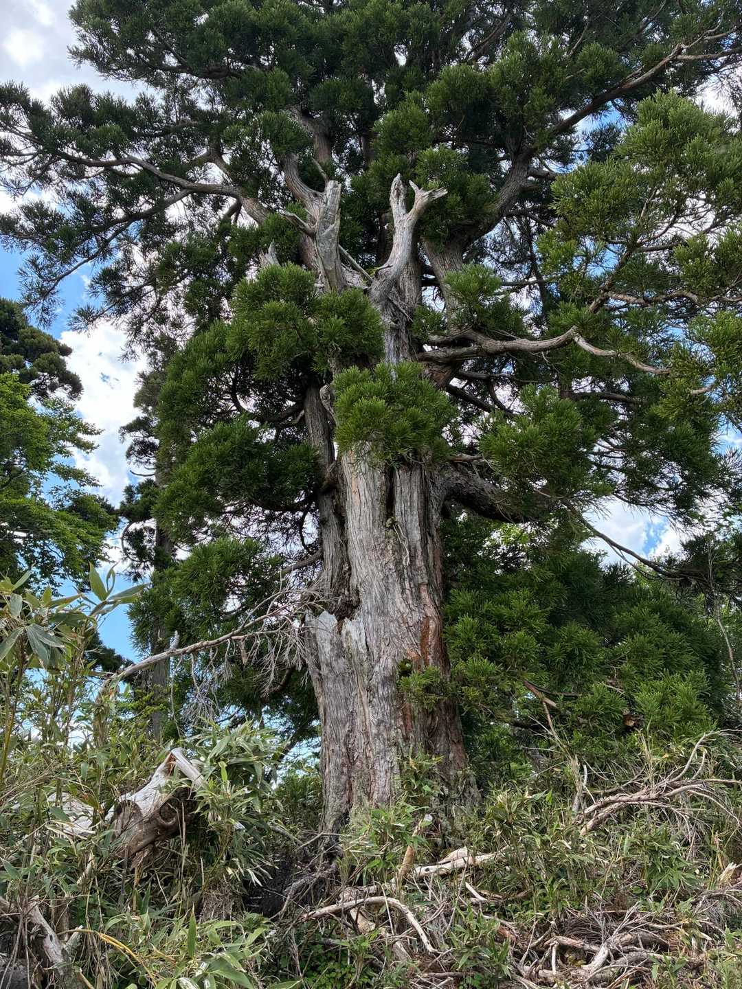 立派🌲
