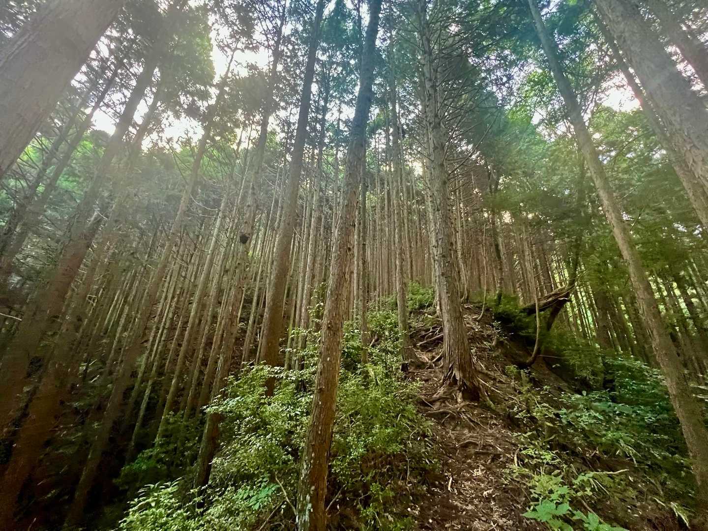 寺谷-金剛山-文殊尾根 周回コースの写真