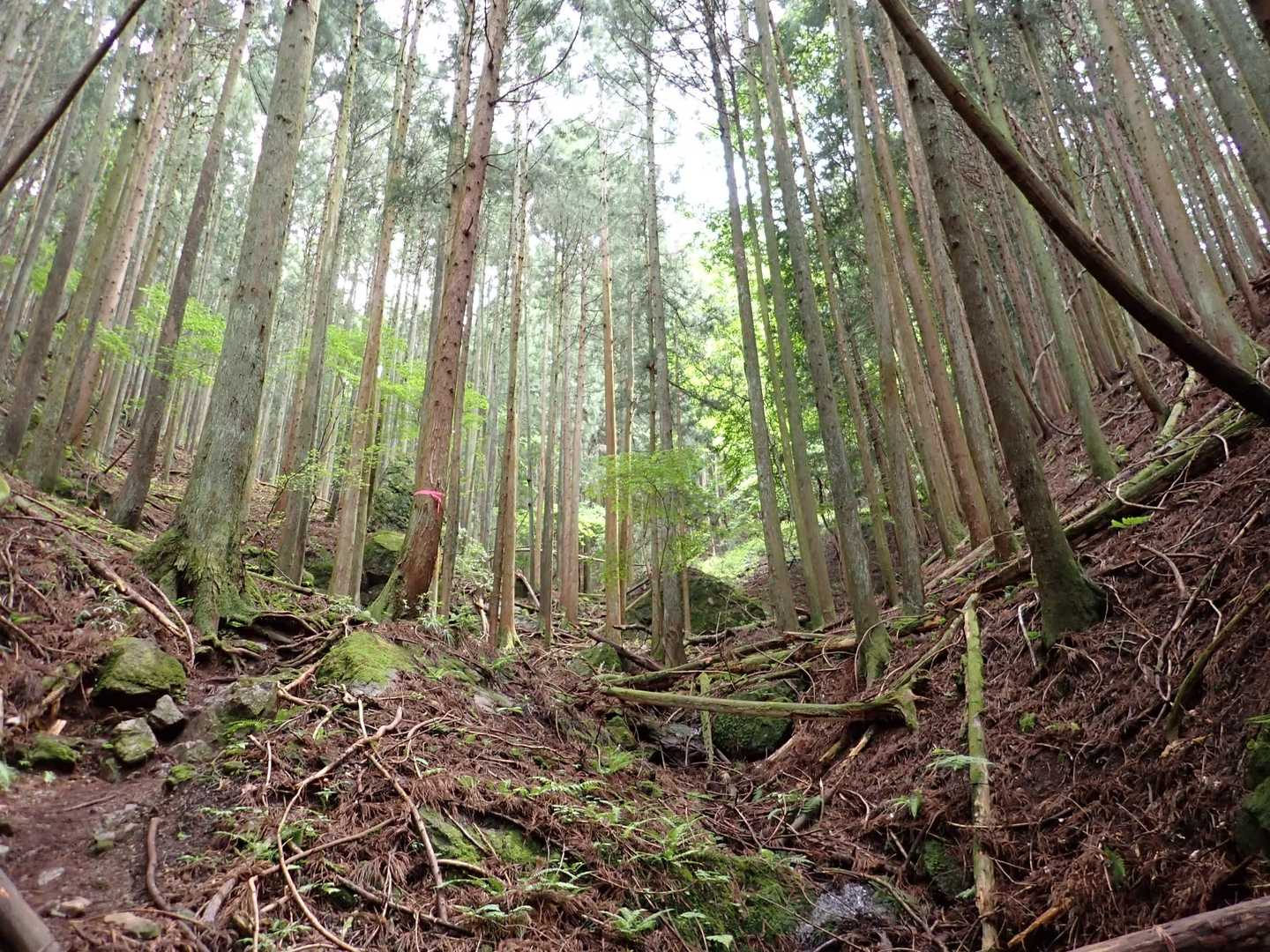 振り返って    写真ですと急坂 わからないかな
