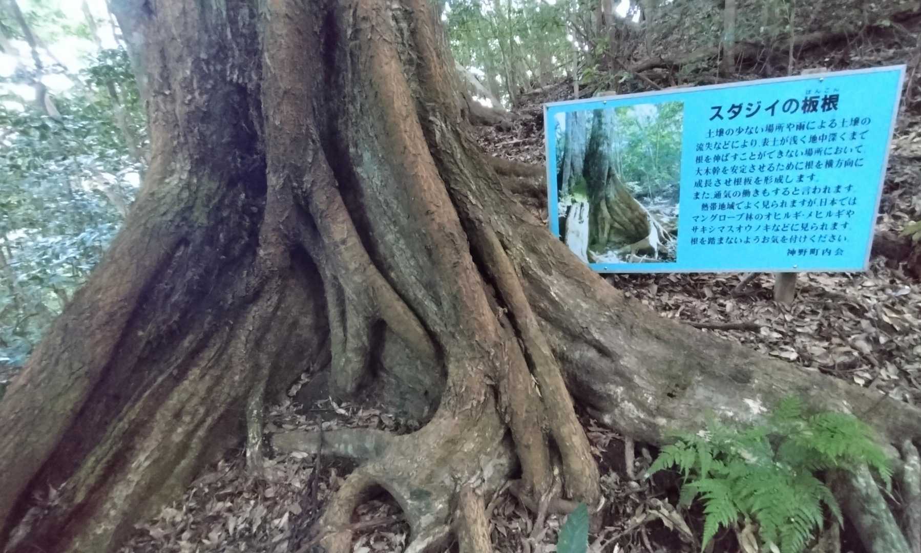 熱帯地域でよく見られるらしい